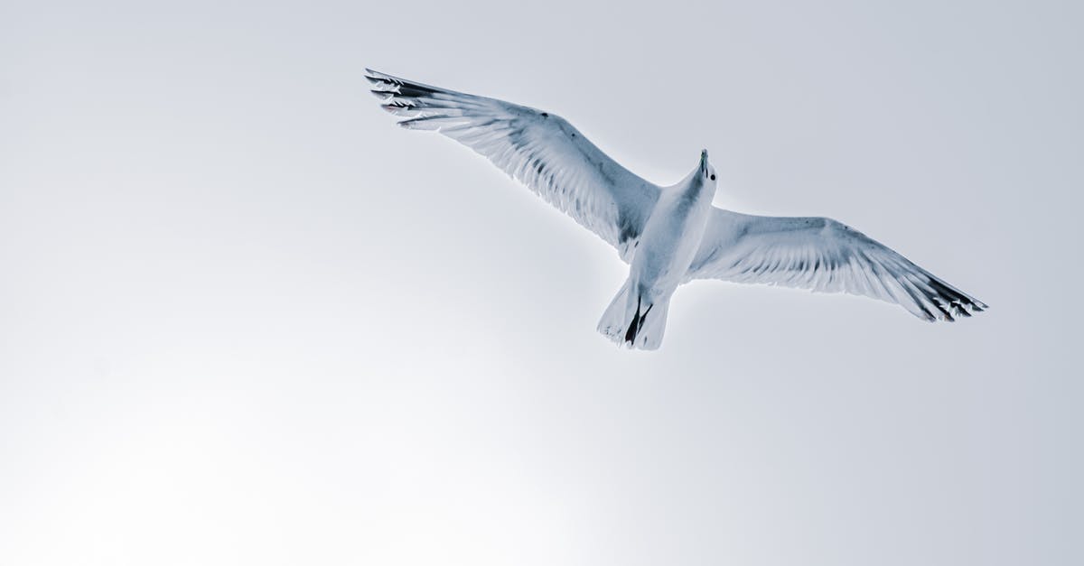 TAP Air Portugal changing flight for free is not possible [closed] - Seagull flying over cloudless sky