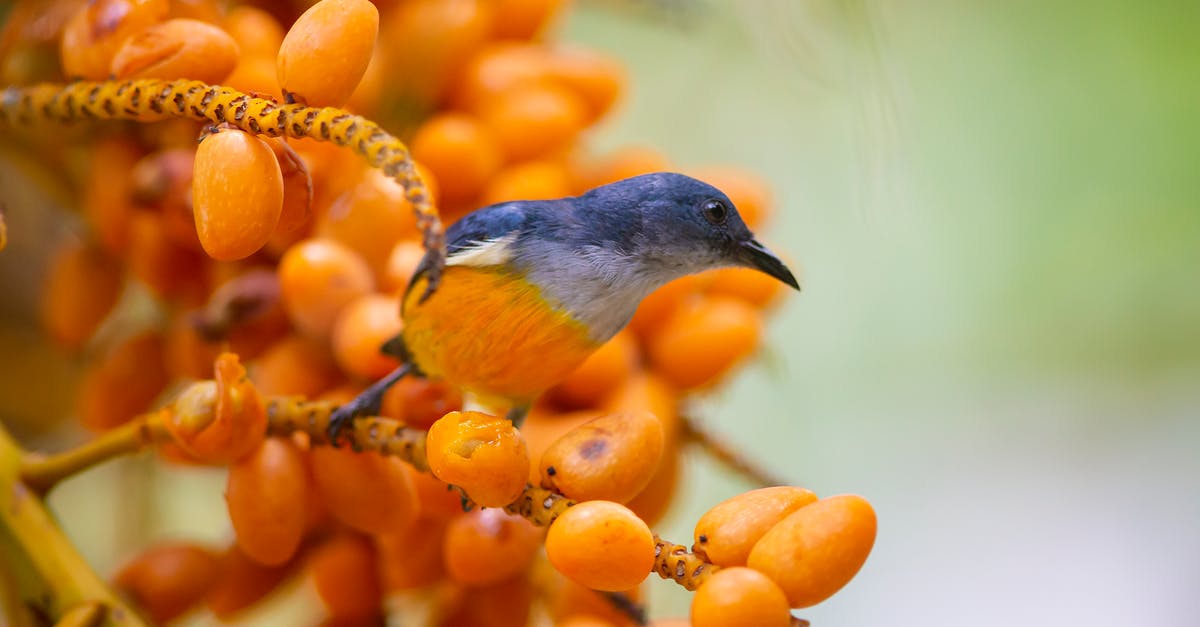 Thailand coup: Lao - Thailand border closing? - Orange-bellied Flowerpecker Perched On Tree Branch Thailand coup: Lao - Thailand border closing? - Orange-bellied Flowerpecker Perched On Tree Branch
