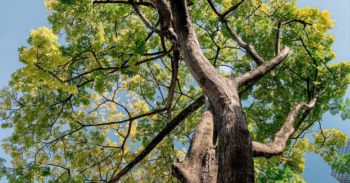 The Atacama Giant - Green Tree Under Blue Sky