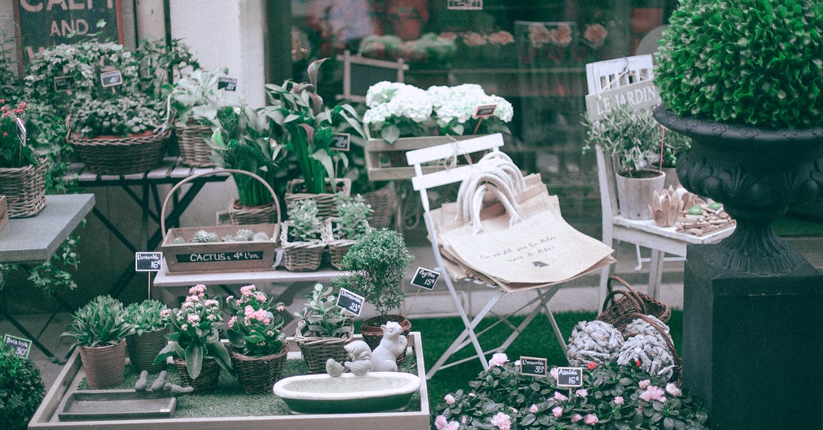 The plane is half empty yet the ticket price has risen [duplicate] - Collection of blooming plants in local shop