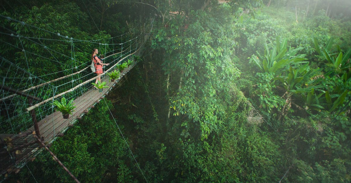 Things to keep in mind when going to the Amazon rain forest - Girl Wearing Pink Dress Standing on Bridge Above Trees Things to keep in mind when going to the Amazon rain forest - Girl Wearing Pink Dress Standing on Bridge Above Trees