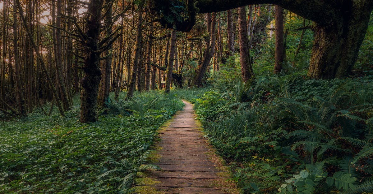 Things to see/do between Victoria and Ucluelet on Vancouver Island? - Brown Wooden Pathway in the Middle of Green Grass and Trees Things to see/do between Victoria and Ucluelet on Vancouver Island? - Brown Wooden Pathway in the Middle of Green Grass and Trees