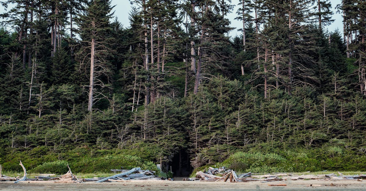 Things to see/do between Victoria and Ucluelet on Vancouver Island? - Green Trees Near Body of Water Things to see/do between Victoria and Ucluelet on Vancouver Island? - Green Trees Near Body of Water