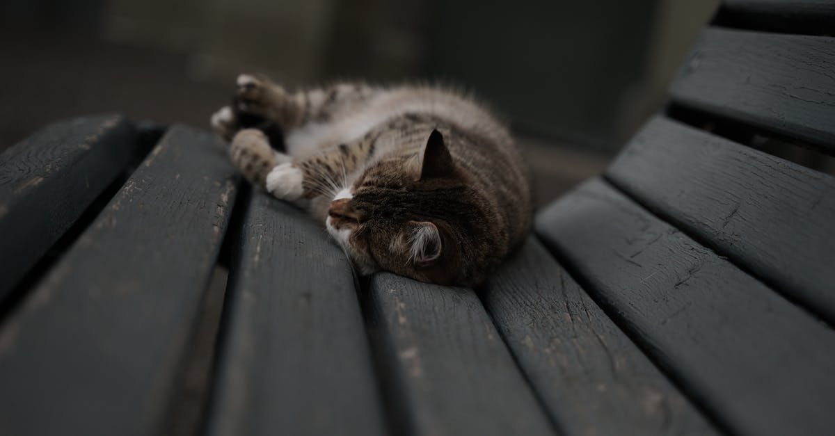 Tips for sleeping in a Couchette sleeping carriage? - Brown Tabby Cat on Wooden Bench Tips for sleeping in a Couchette sleeping carriage? - Brown Tabby Cat on Wooden Bench
