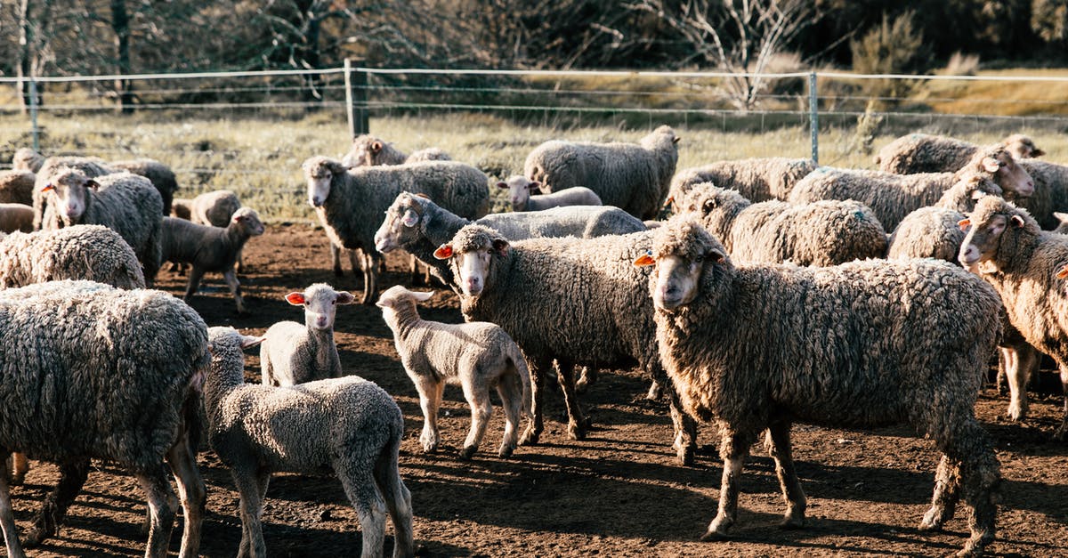 Too many countries to apply for Indian E-Visa? - Funny sheep walking in farmland enclosure Too many countries to apply for Indian E-Visa? - Funny sheep walking in farmland enclosure