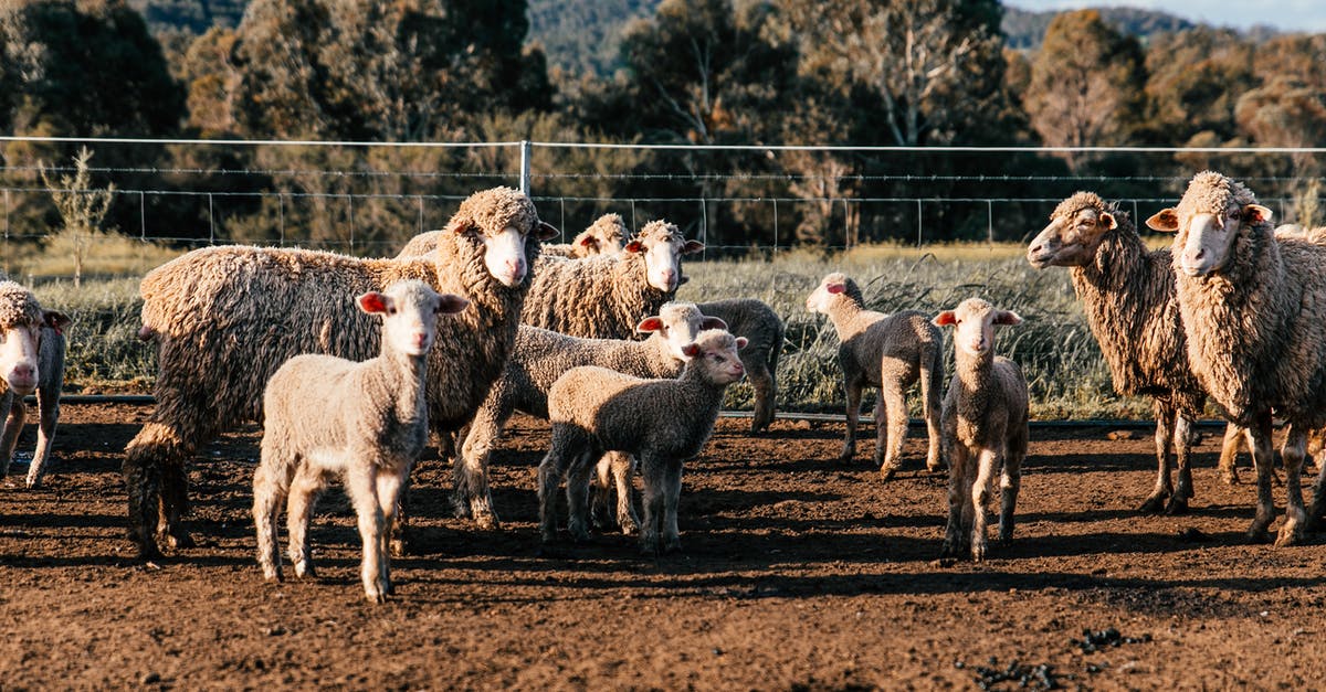 Too many countries to apply for Indian E-Visa? - Flock of domestic sheep and cute lambs standing in enclosure in farm on clear summer day Too many countries to apply for Indian E-Visa? - Flock of domestic sheep and cute lambs standing in enclosure in farm on clear summer day
