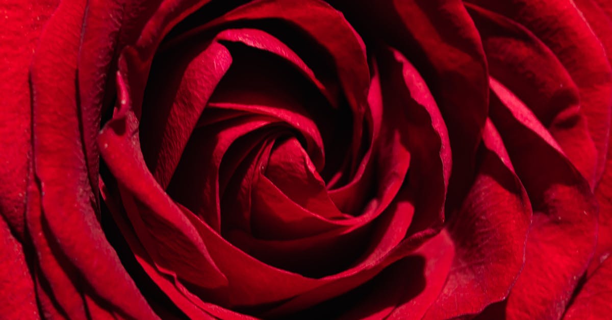 Top Italian Airports when Expecting Guests for a Holiday Wedding [closed] - Majestic surface of red rose bud