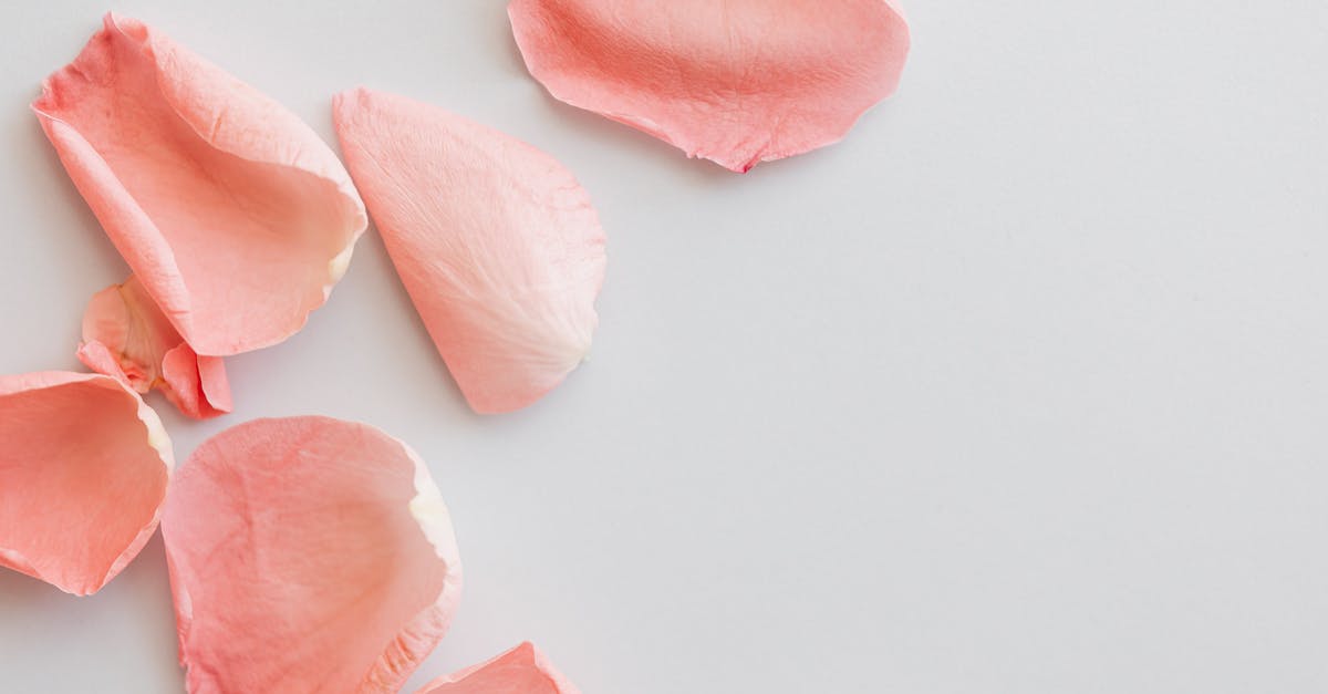 Top Italian Airports when Expecting Guests for a Holiday Wedding [closed] - Pink Rose Petals On White Background
