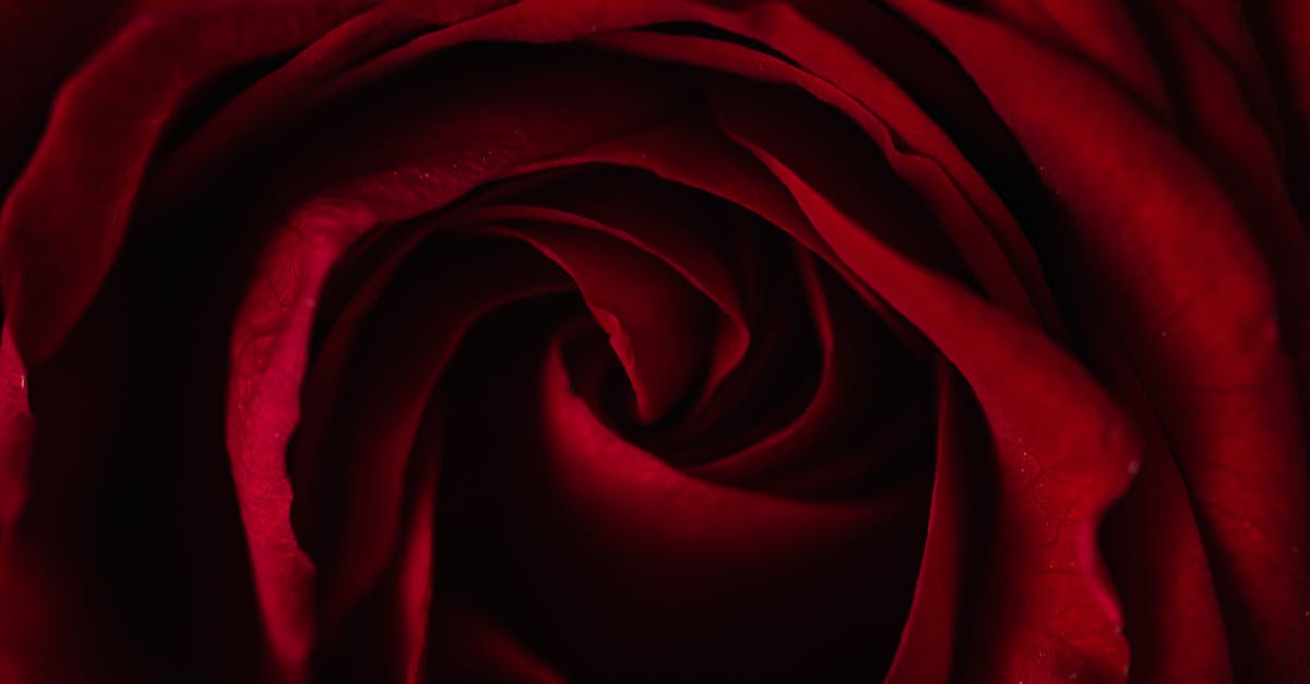 Top Italian Airports when Expecting Guests for a Holiday Wedding [closed] - Fresh red rose bud background