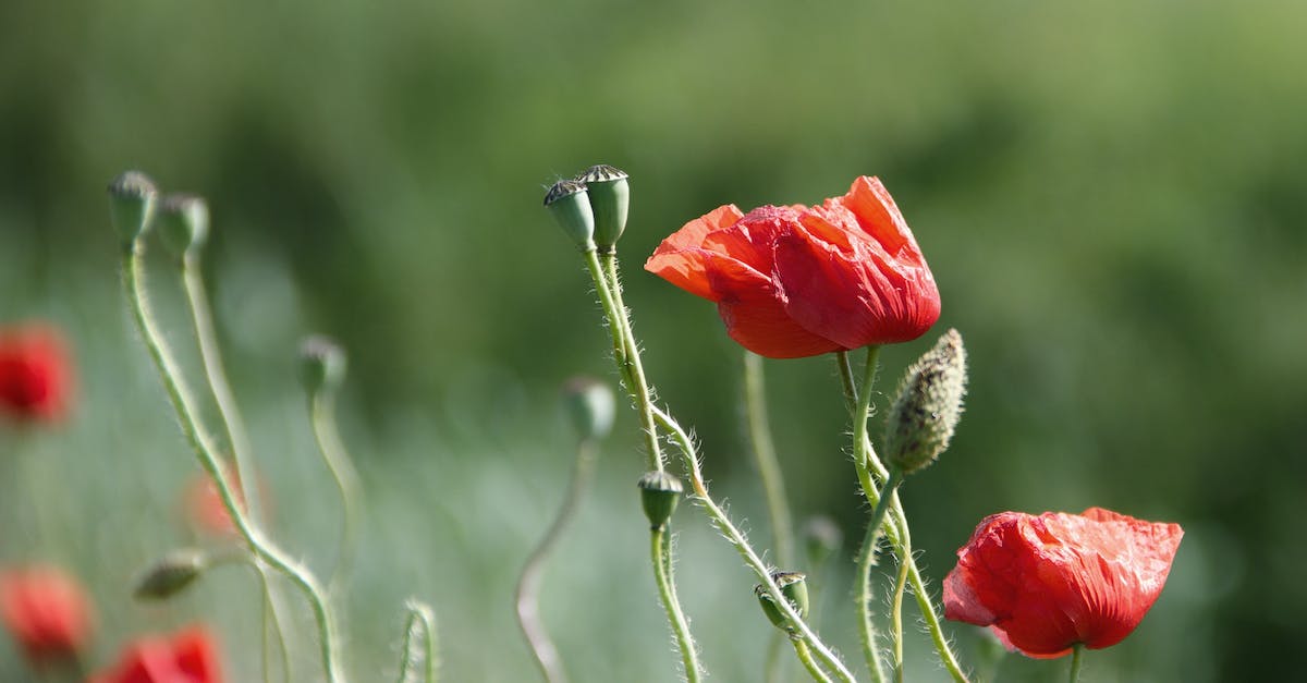 Tours of opium poppy farms or processing facilities in Tasmania - Red Poopy Flowers in Close-up Photography