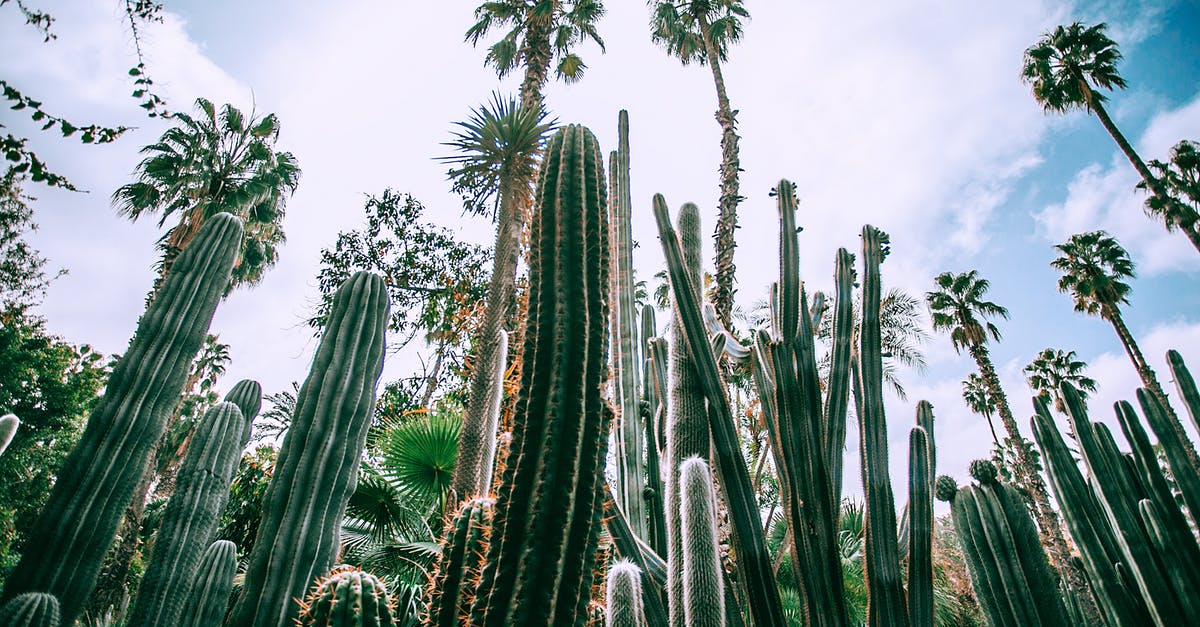 Transit in Bangkok with a different air ticket - Low angle of different green prickly cacti with thick ribbed stems growing in botanical garden in daylight