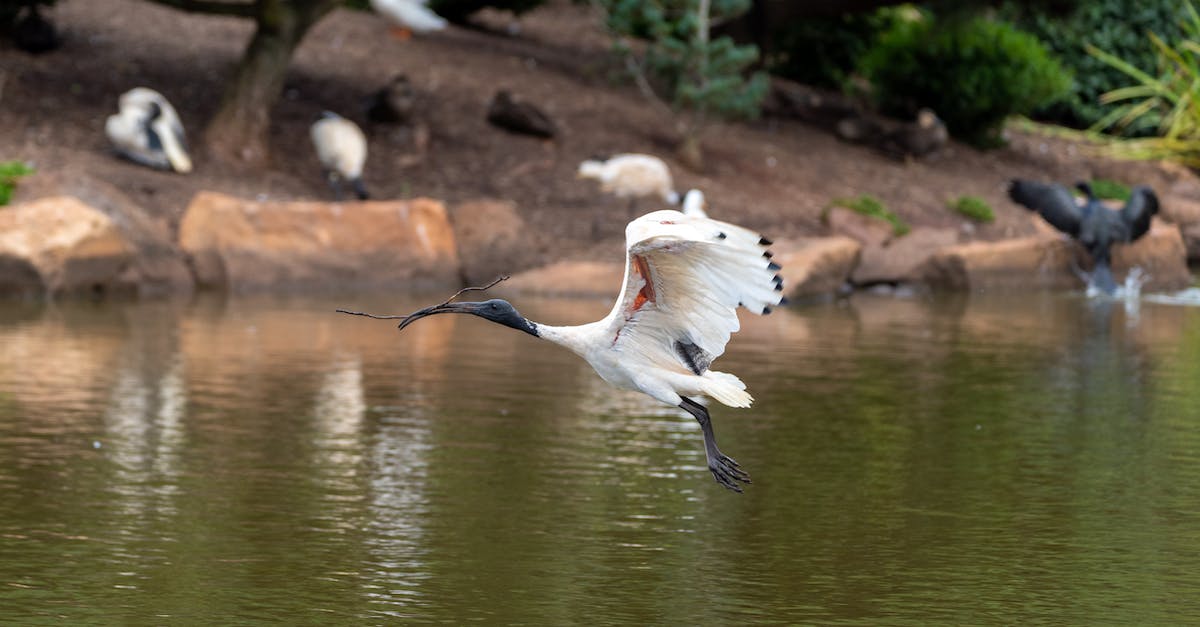 Transit visa needed for Australia when flying from New Zealand to South Africa? - White Bird Flying over the River Transit visa needed for Australia when flying from New Zealand to South Africa? - White Bird Flying over the River