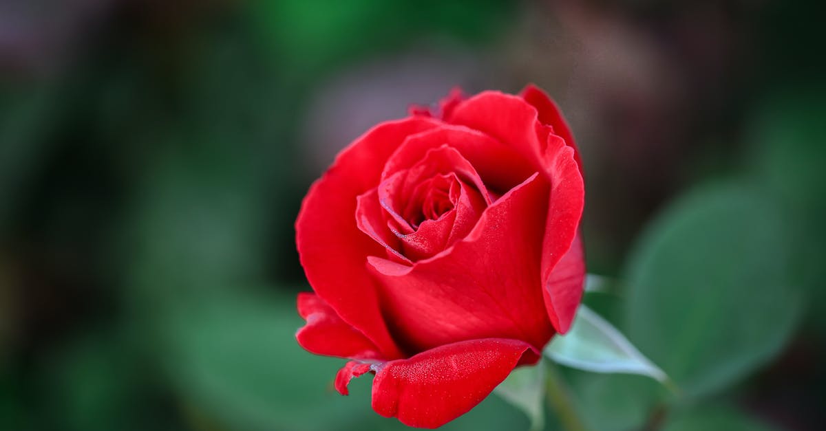 Transiting Amsterdam with single entry Schengen visa for Norway? [duplicate] - Free stock photo of beautiful, blooming, bright