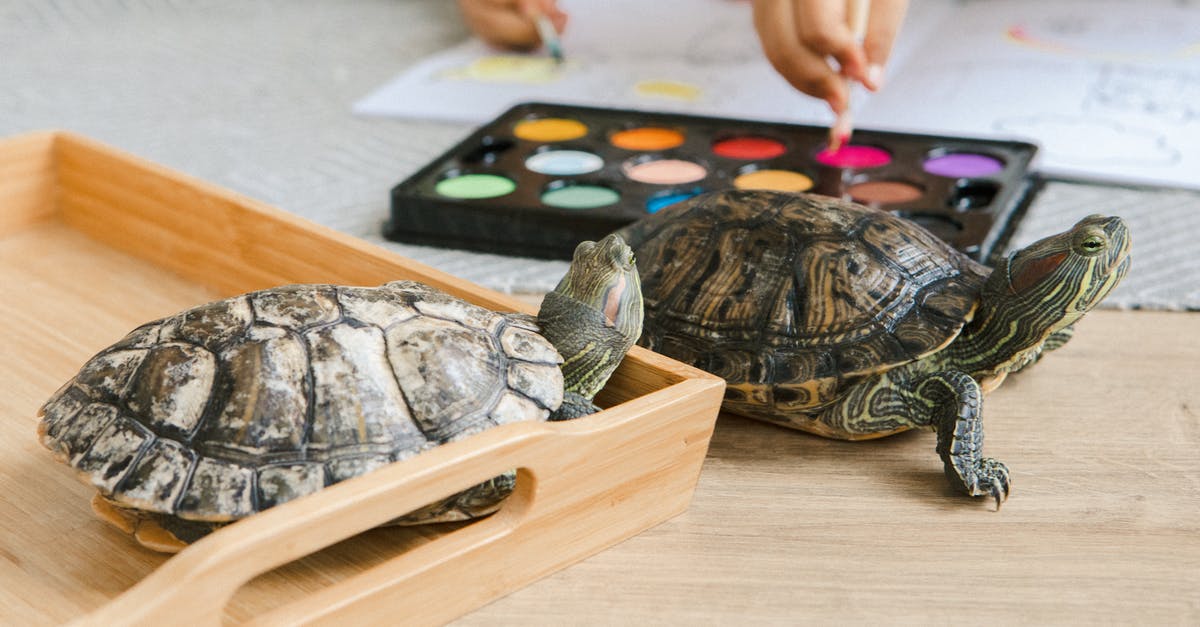 Transiting in DXB with two different airlines - Black and Brown Turtle Figurine on Brown Wooden Table Transiting in DXB with two different airlines - Black and Brown Turtle Figurine on Brown Wooden Table