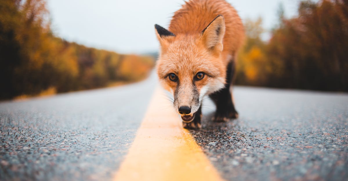 Trans-Siberian Express: Stopping along the way? - Ground level of curious dangerous wild red fox walking on wet road near woods Trans-Siberian Express: Stopping along the way? - Ground level of curious dangerous wild red fox walking on wet road near woods