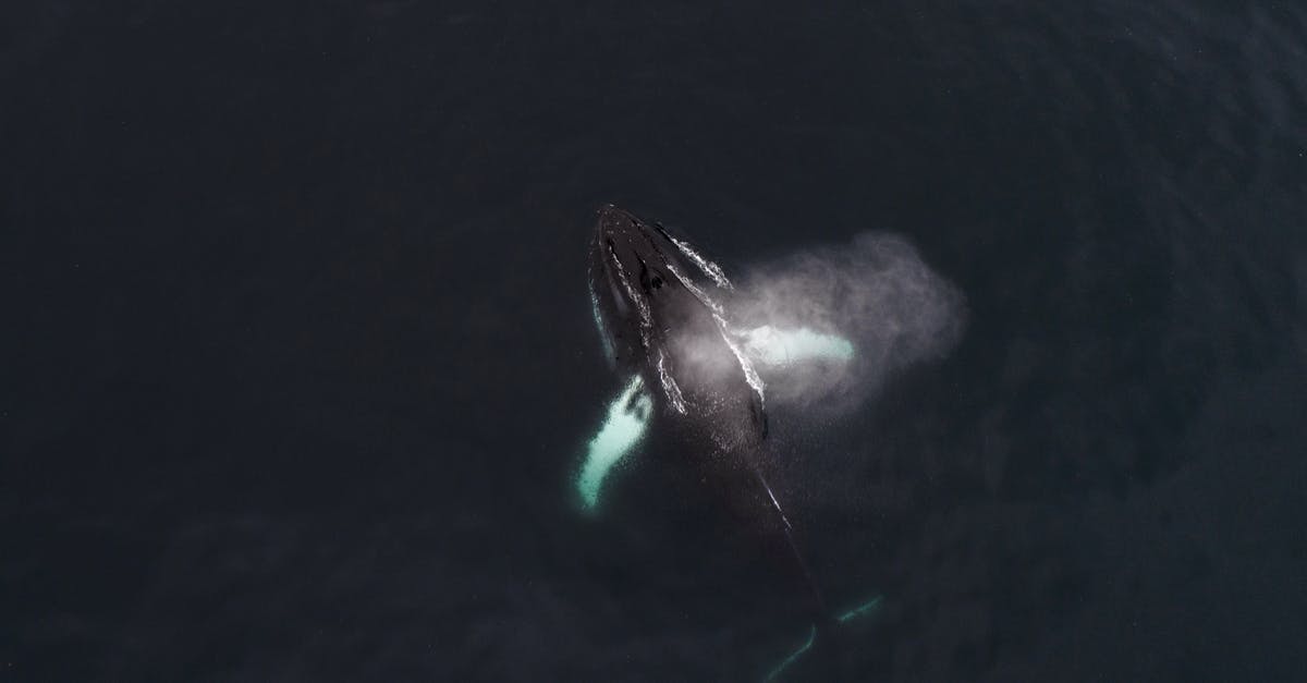 Travel from India, but visa Issued in Qatar for Schengen Poland single entry - Amazing drone view of huge Humpback whale traveling in dark sea waters and spraying water over back Travel from India, but visa Issued in Qatar for Schengen Poland single entry - Amazing drone view of huge Humpback whale traveling in dark sea waters and spraying water over back