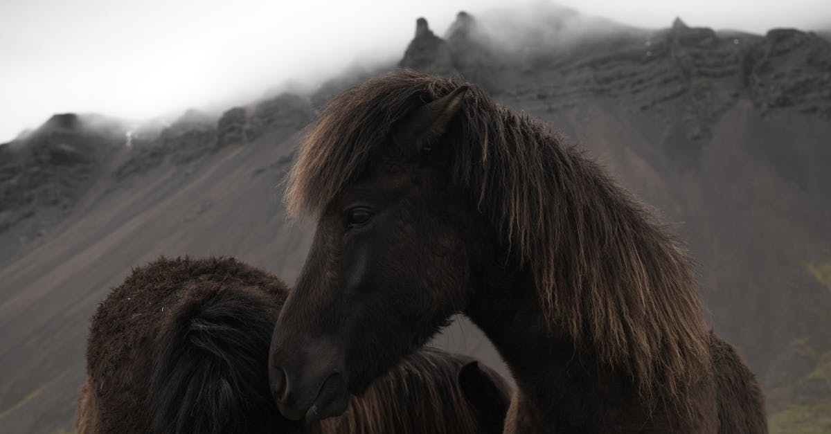 Traveling around Schengen Area with a single entry Iceland Visa - Icelandic bay horses grazing near mountains Traveling around Schengen Area with a single entry Iceland Visa - Icelandic bay horses grazing near mountains
