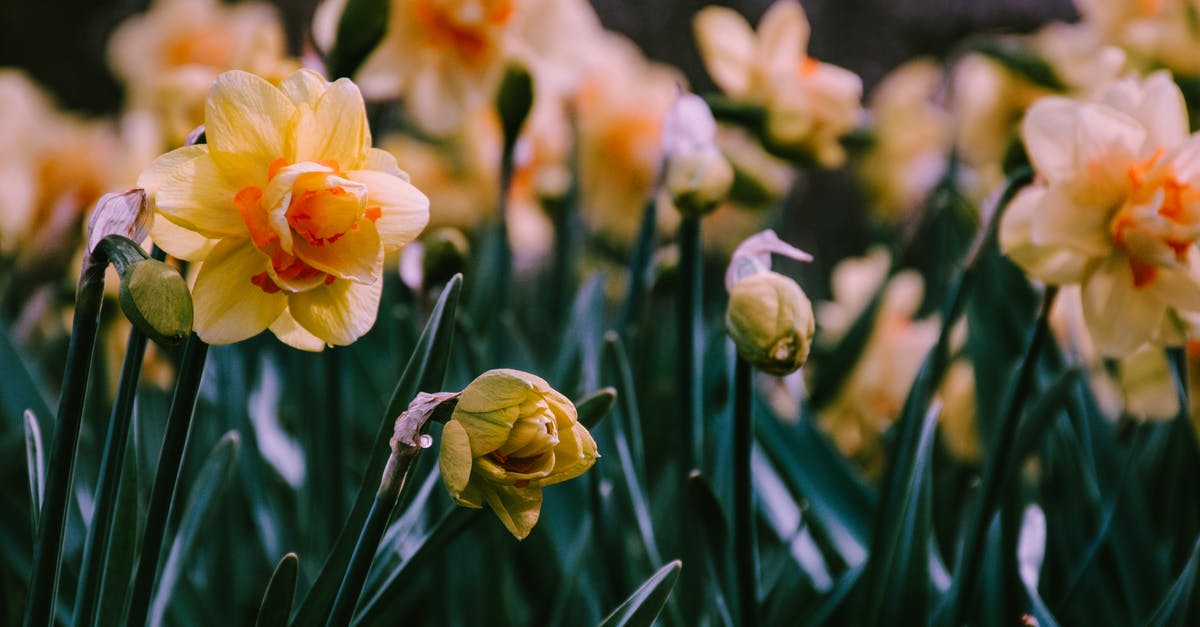 Traveling in March and returning in March with a Schengen visa that expires in April [closed] - Yellow Daffodils in Bloom