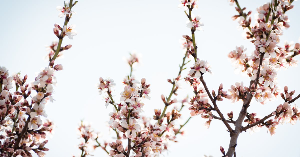 Traveling in March and returning in March with a Schengen visa that expires in April [closed] - White Cherry Blossom Under Blue Sky