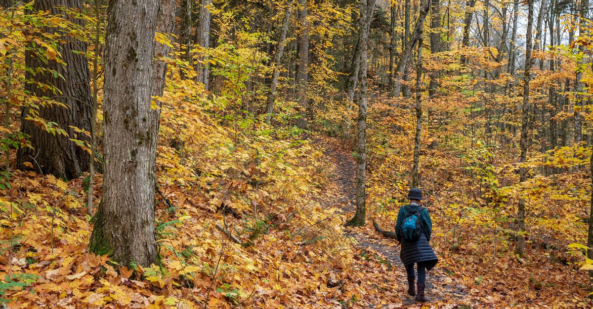Traveling the Camino Trail during Covid - A Person Walking in a Forest Traveling the Camino Trail during Covid - A Person Walking in a Forest