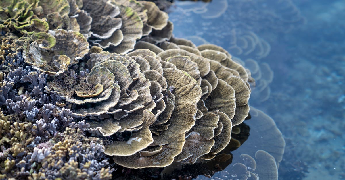 Travelling from Rabbit Island (Cambodia) to Can Tho (Vietnam) - Amazing coral reef with colonial species on seashore during low tide Travelling from Rabbit Island (Cambodia) to Can Tho (Vietnam) - Amazing coral reef with colonial species on seashore during low tide