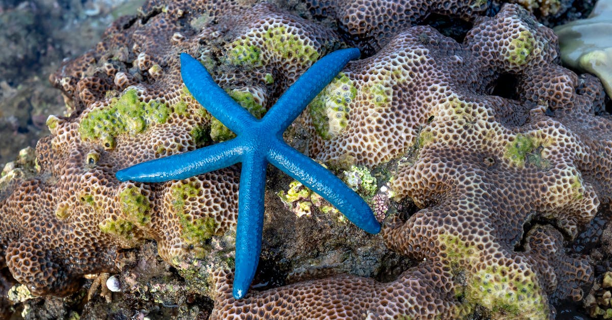 Travelling from Rabbit Island (Cambodia) to Can Tho (Vietnam) - Blue sea star on stone mossy coral on exotic island coast Travelling from Rabbit Island (Cambodia) to Can Tho (Vietnam) - Blue sea star on stone mossy coral on exotic island coast