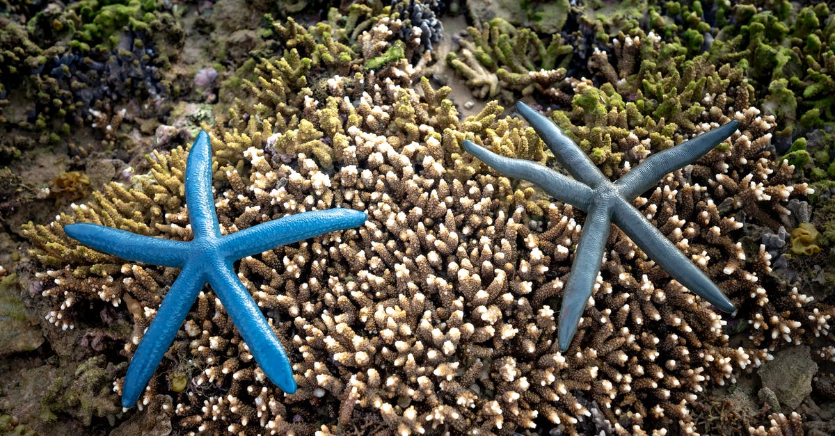 Travelling from Rabbit Island (Cambodia) to Can Tho (Vietnam) - Blue starfish on Acropora grandis sea corals Travelling from Rabbit Island (Cambodia) to Can Tho (Vietnam) - Blue starfish on Acropora grandis sea corals
