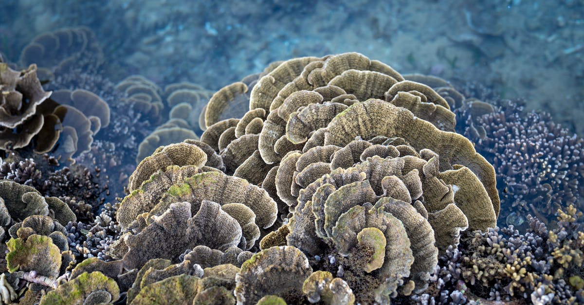 Travelling from Rabbit Island (Cambodia) to Can Tho (Vietnam) - Amazing reef with various colonial stone corals growing in sea water during low tide in Hon Yen island Travelling from Rabbit Island (Cambodia) to Can Tho (Vietnam) - Amazing reef with various colonial stone corals growing in sea water during low tide in Hon Yen island