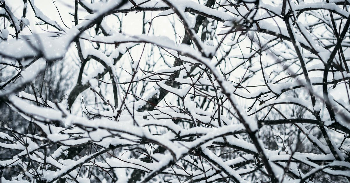 Travelling to Ilha Grande on January 1st - Tree Branches Covered With Snow Travelling to Ilha Grande on January 1st - Tree Branches Covered With Snow