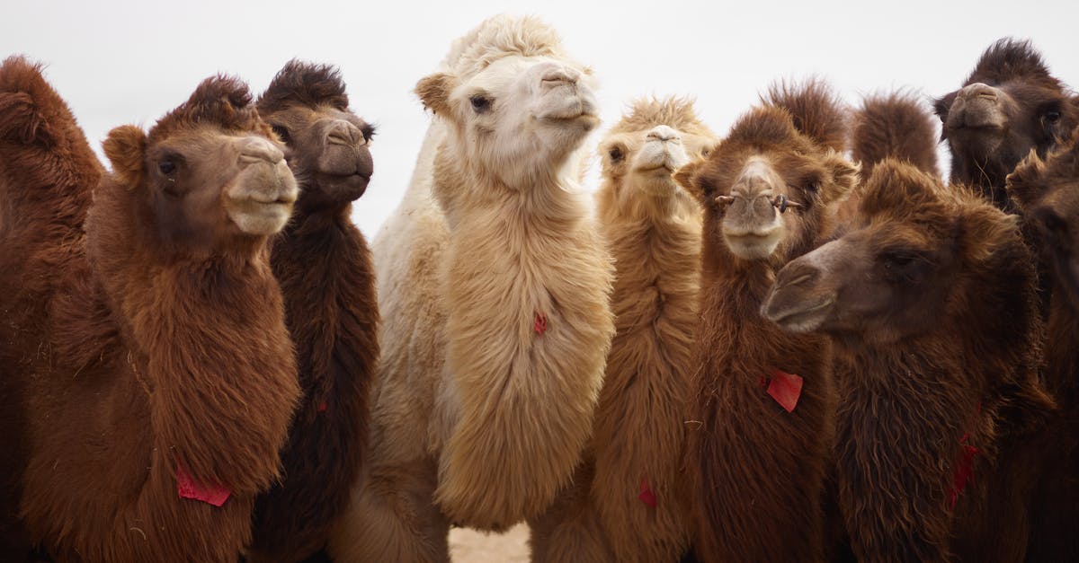 Travelling to Schengen area with Type-D national Visa of Spain - Large white domesticated camel among other brown camels with thick fur standing nearby on dry sandy ground at daytime Travelling to Schengen area with Type-D national Visa of Spain - Large white domesticated camel among other brown camels with thick fur standing nearby on dry sandy ground at daytime