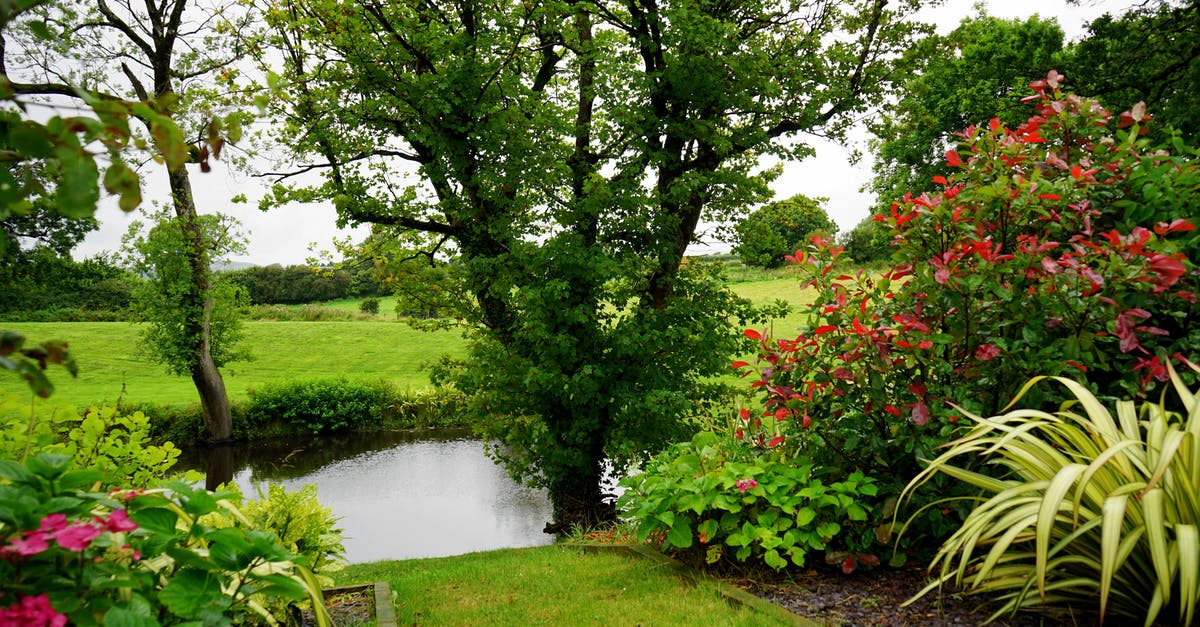 Travelling to Schengen countries from UK with multi entry UK visa - Green Leaf Plant Beside River Travelling to Schengen countries from UK with multi entry UK visa - Green Leaf Plant Beside River