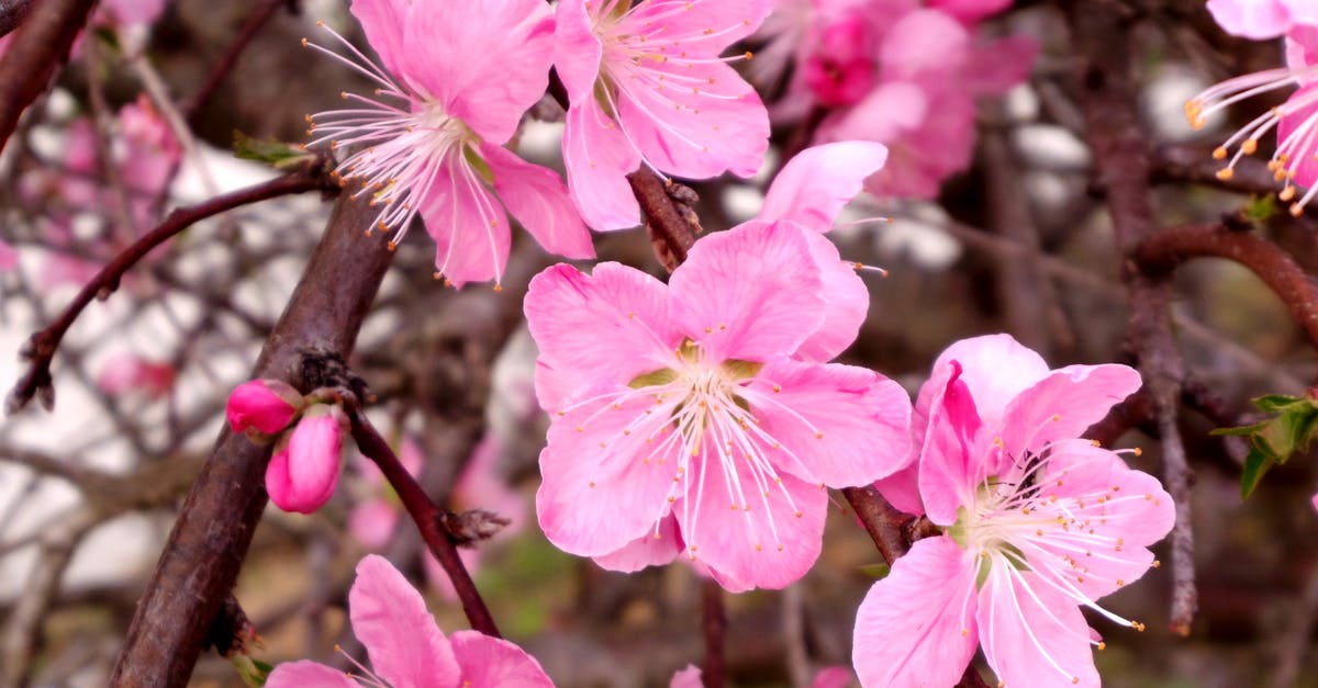 Tree pollen counts in Tenerife - Pink Cherry Blossoms Tree pollen counts in Tenerife - Pink Cherry Blossoms