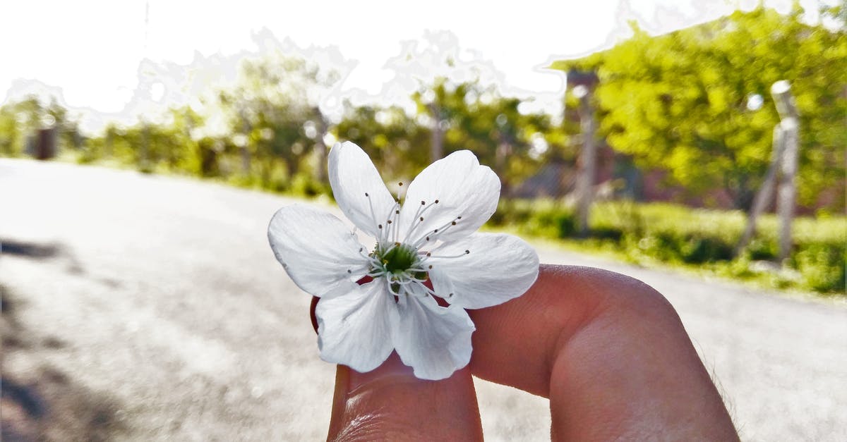 Tree pollen counts in Tenerife - White 6-petaled Flower on Person's Hand Tree pollen counts in Tenerife - White 6-petaled Flower on Person's Hand