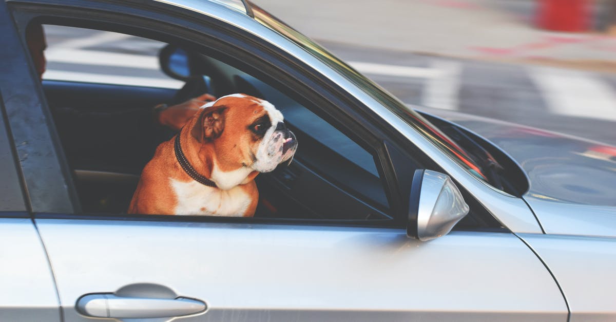 TSA canines and expedited passenger screening - English Bulldog Inside Vehicle TSA canines and expedited passenger screening - English Bulldog Inside Vehicle