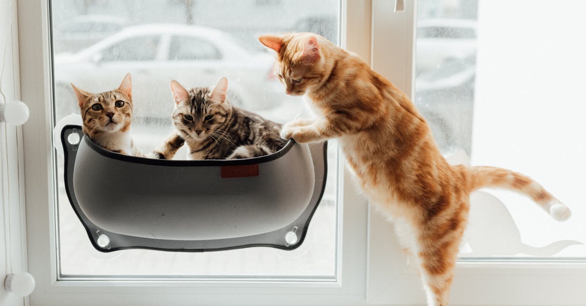 TSA screening of pets - Orange Tabby Cat on Black and Silver Cooking Pot TSA screening of pets - Orange Tabby Cat on Black and Silver Cooking Pot