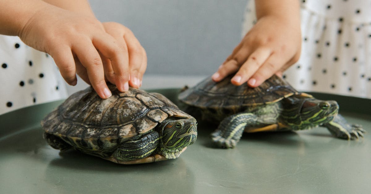TSA screening of pets - Person Holding Turtle on Table TSA screening of pets - Person Holding Turtle on Table