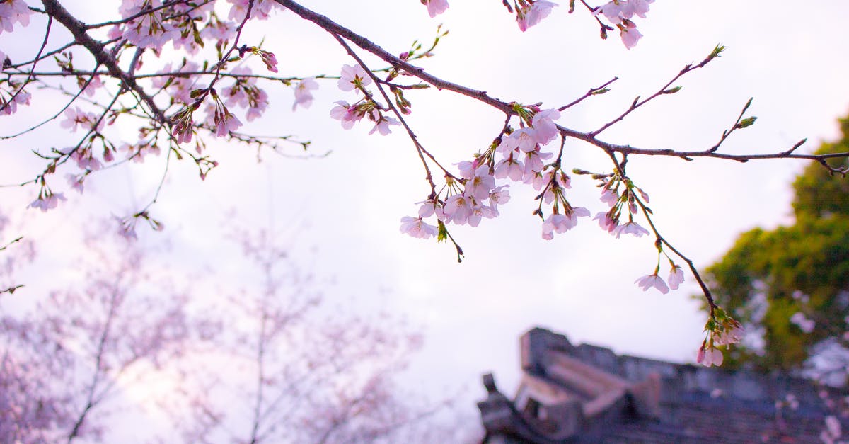 Typhoon season in Japan late August - early September. Which areas have better weather? - Cherry Blossom Tree