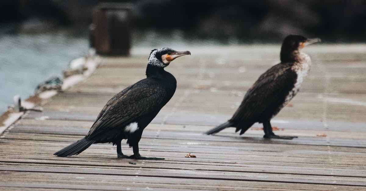 UK and France visa - Great Cormorant on the Wooden Surface UK and France visa - Great Cormorant on the Wooden Surface