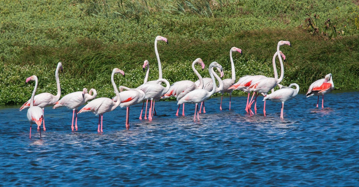 UK Long Term Standard Visa no longer an option? - Flock of Flamingos in Body of Water UK Long Term Standard Visa no longer an option? - Flock of Flamingos in Body of Water