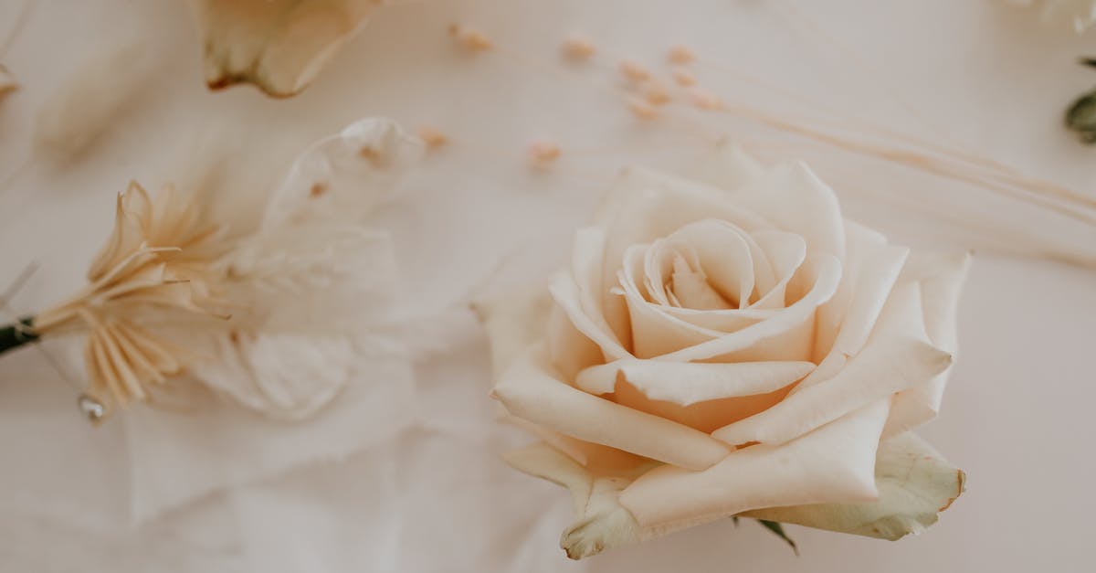 UK Marriage Visitor Visa (MVV) refusal and subsequent fresh application - Elegant roses placed on table during event UK Marriage Visitor Visa (MVV) refusal and subsequent fresh application - Elegant roses placed on table during event