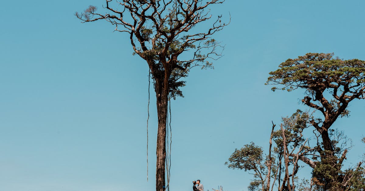 UK visa expiry date and the date of leaving the UK - Silhouettes of unrecognizable couple standing on hill near majestic tree with tall trunk on height UK visa expiry date and the date of leaving the UK - Silhouettes of unrecognizable couple standing on hill near majestic tree with tall trunk on height
