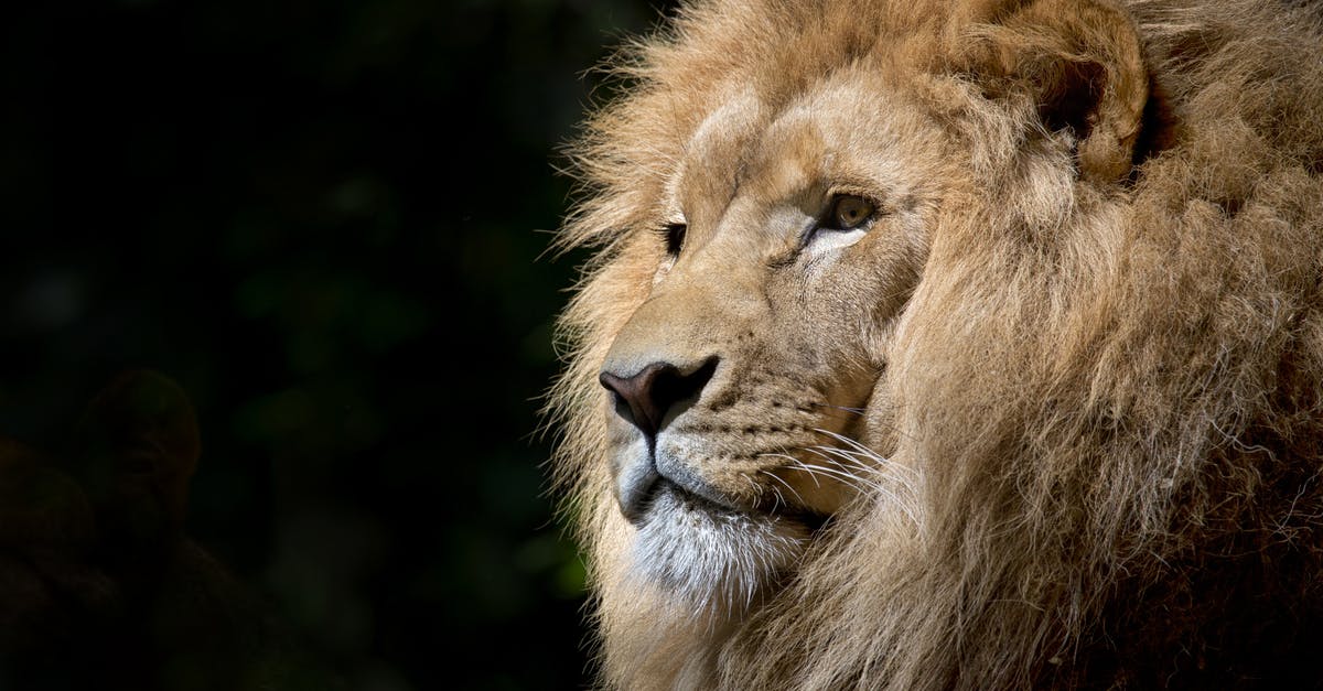 UK visa refusal error by the ECO [closed] - Close-up Photography of Brown Lion