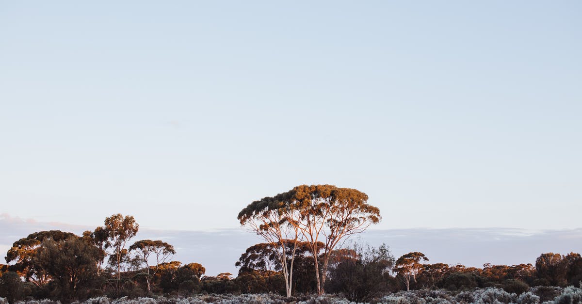 UK visa refused (Pakistani nationals) due to funds parking - need advice on fresh application [duplicate] - Eucalyptus cladocalyx trees growing in field at sundown