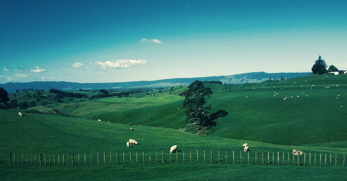 Unable to buy travel insurance for Kosovo in New Zealand - White Furred Animals on Green Grass Field Unable to buy travel insurance for Kosovo in New Zealand - White Furred Animals on Green Grass Field