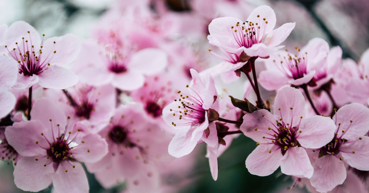 Up-to-date forecast for Korea cherry blossom time - Pink Petaled Flowers Closeup Photo Up-to-date forecast for Korea cherry blossom time - Pink Petaled Flowers Closeup Photo