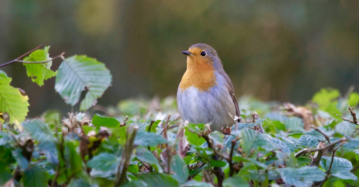 *Urgent* American citizen studying in the UK. Flight leaves tomorrow, visa in processing and no biometrics? [closed] - Close-up of Bird Perching on Plant
