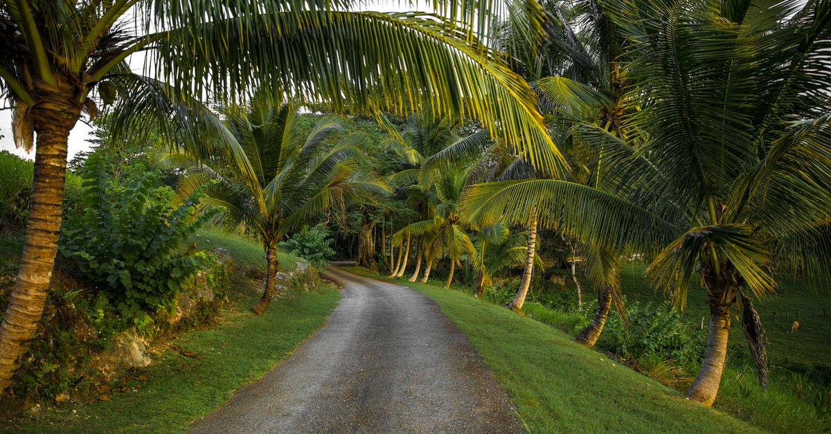 Vacation visa requirements to Jamaica - Unpaved Road Surrounded by Coconut Trees Vacation visa requirements to Jamaica - Unpaved Road Surrounded by Coconut Trees
