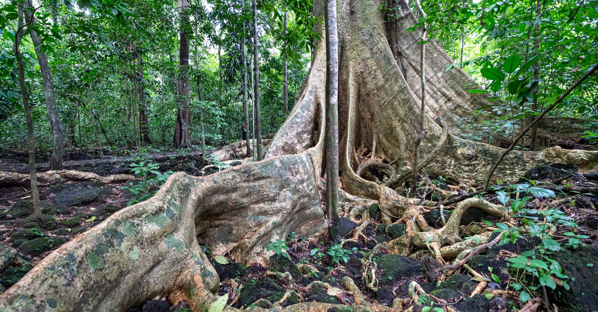 Vietnam visa exemption by land - Tall tree trunk with massive roots on ground with leaves growing in famous national park Cat Tien with deciduous plants Vietnam visa exemption by land - Tall tree trunk with massive roots on ground with leaves growing in famous national park Cat Tien with deciduous plants