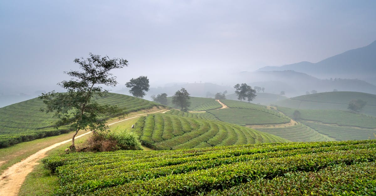 Vietnam visa exemption by land - Green Trees on Grass Field Vietnam visa exemption by land - Green Trees on Grass Field