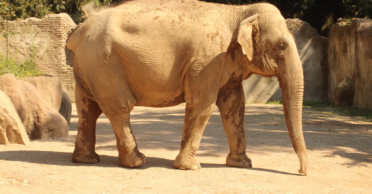 Visa needed for Indian citizen to visit Zurich during layover? [duplicate] - Brown Elephant Walking on Brown Dirt